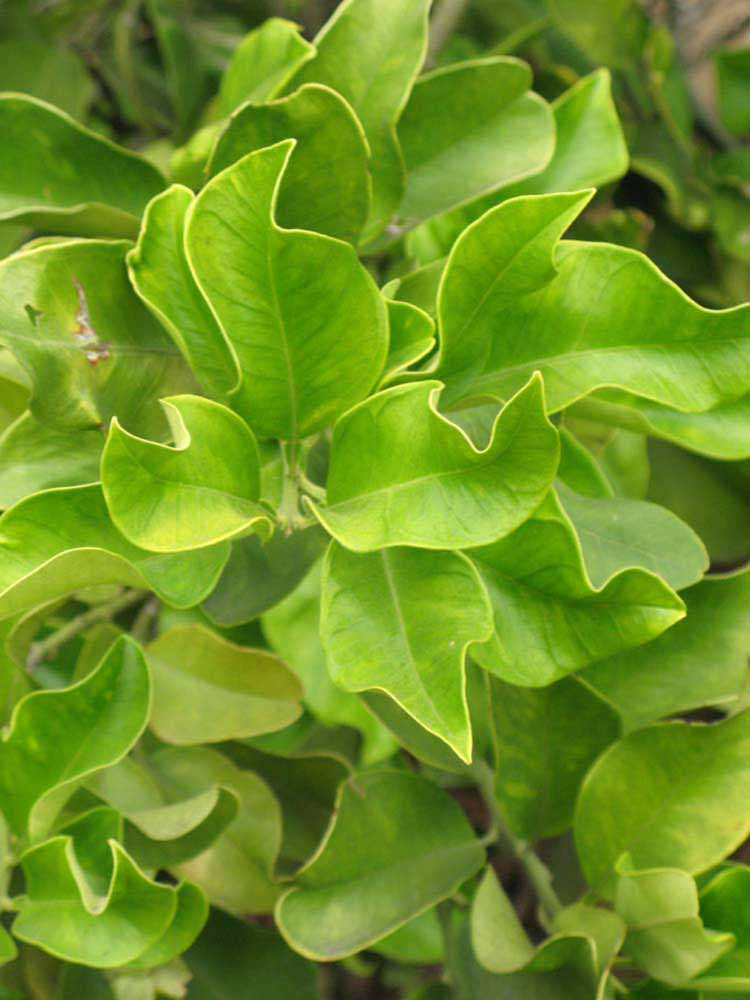              Sun leaves (Riverside, CA)       